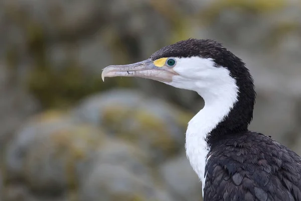 Elsterscharbe Australian Pied Cormorant Phalacrocorax Varius — Stockfoto