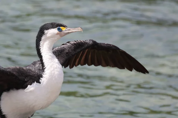 Elsterscharbe Australian Pied Cormorant Phalacrocorax Varius — Stock fotografie