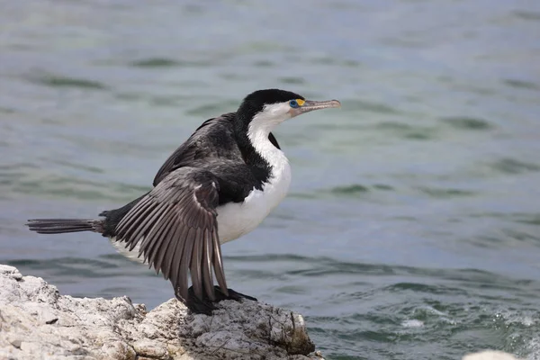 Elsterscharbe Australian Pied Cormorant Phalacrocorax Varius — Stockfoto