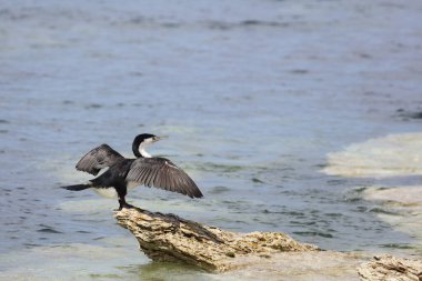 Elsterscharbe / Australian pied karabatak / Phalacrocorax varius