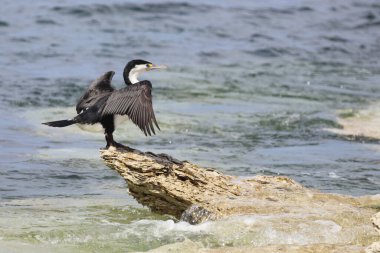 Elsterscharbe / Australian pied karabatak / Phalacrocorax varius