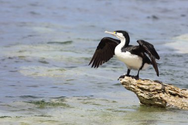 Elsterscharbe / Australian pied karabatak / Phalacrocorax varius