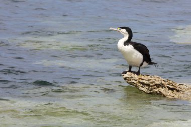 Elsterscharbe / Australian pied karabatak / Phalacrocorax varius