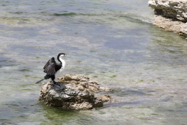 Elsterscharbe / Australian pied karabatak / Phalacrocorax varius