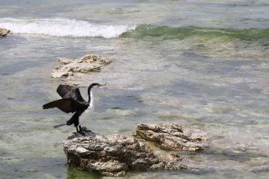 Elsterscharbe / Australian pied karabatak / Phalacrocorax varius