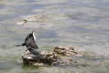 Elsterscharbe / Australian pied karabatak / Phalacrocorax varius