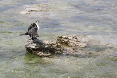 Elsterscharbe / Australian pied karabatak / Phalacrocorax varius