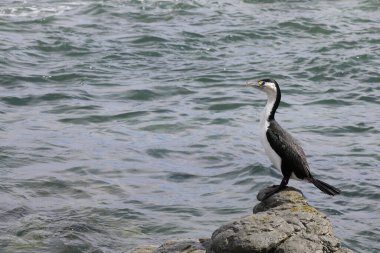 Elsterscharbe / Australian pied karabatak / Phalacrocorax varius
