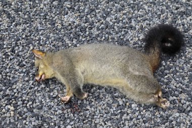 Fuchskusu / Yaygın fırça kuyruklu sıçan / Trichosurus vulpecula