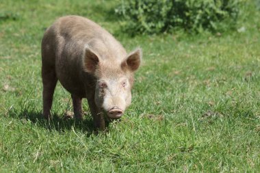 Hausschwein / Ev domuzu / Sus scrofa domesticus