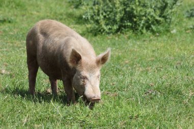 Hausschwein / Ev domuzu / Sus scrofa domesticus
