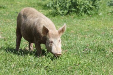 Hausschwein / Ev domuzu / Sus scrofa domesticus