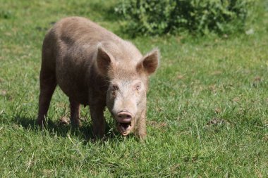 Hausschwein / Ev domuzu / Sus scrofa domesticus