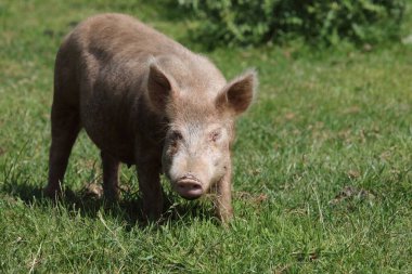 Hausschwein / Ev domuzu / Sus scrofa domesticus