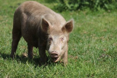 Hausschwein / Ev domuzu / Sus scrofa domesticus