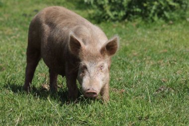 Hausschwein / Ev domuzu / Sus scrofa domesticus