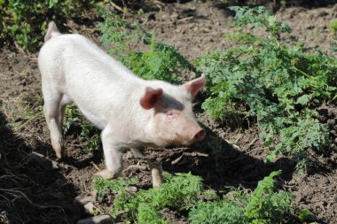 Hausschwein / Ev domuzu / Sus scrofa domesticus