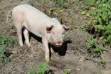 Hausschwein / Ev domuzu / Sus scrofa domesticus