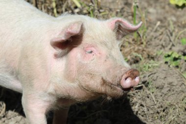 Hausschwein / Ev domuzu / Sus scrofa domesticus