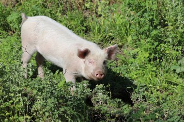Hausschwein / Ev domuzu / Sus scrofa domesticus