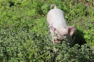 Hausschwein / Ev domuzu / Sus scrofa domesticus