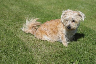 Hund / Yurtiçi Köpek / Köpek