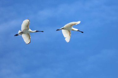 Koenigsloeffler / Royal Spoonbill or Black-bill spoonbill / Platalea regia