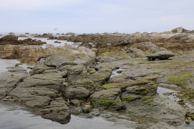 Kueste Kaikoura / Kaikoura Sahili / 