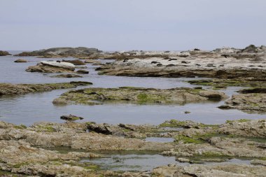 Kueste Kaikoura / Kaikoura Sahili / 
