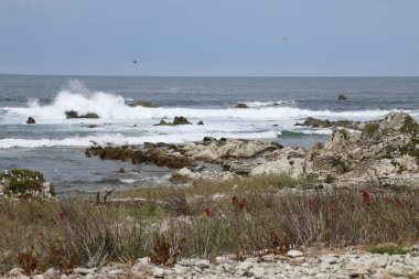 Kueste Kaikoura / Kaikoura Sahili / 