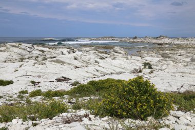 Kueste Kaikoura / Kaikoura Sahili / 