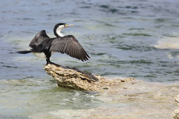 Elsterscharbe Australian Pied Karabatak Phalacrocorax Varius — Stok fotoğraf