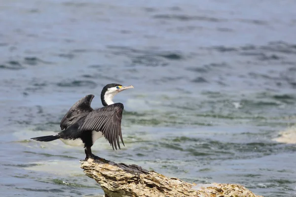 Elsterscharbe / Australian pied karabatak / Phalacrocorax varius