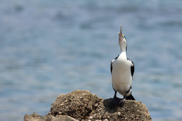 Elsterscharbe Australian Pied Cormorant Phalacrocorax Varius — Stockfoto