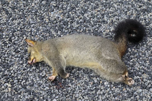 Fuchskusu / Yaygın fırça kuyruklu sıçan / Trichosurus vulpecula