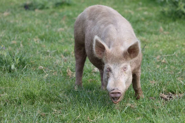 Hausschwein / Ev domuzu / Sus scrofa domesticus