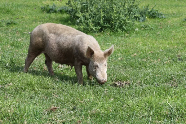 Hausschwein Hausschwein Sus Scrofa Domesticus — Stockfoto