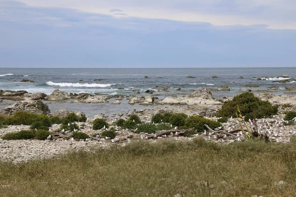Kueste Kaikoura / Kaikoura Sahili / 