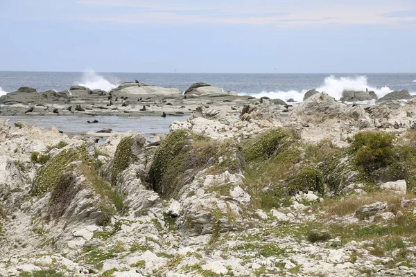 Kueste Kaikoura Costa Kaikoura — Foto Stock