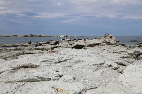 Kueste Kaikoura / Kaikoura Sahili / 
