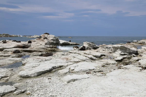 Kueste Kaikoura / Kaikoura Sahili / 