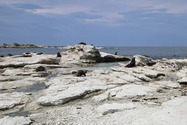 Kueste Kaikoura / Kaikoura Sahili / 