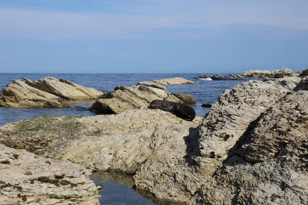 Kueste Kaikoura Kaikouras Kust — Stockfoto