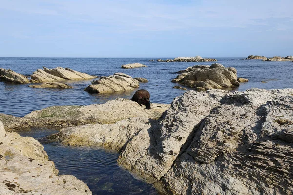 Kueste Kaikoura Kaikoura Узбережжі — стокове фото