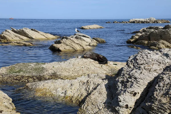 Kueste Kaikoura Kaikouras Kust — Stockfoto