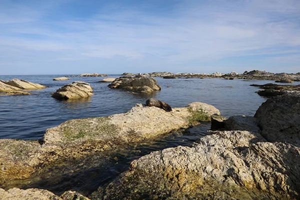 Kueste Kaikoura Kaikouras Kust — Stockfoto