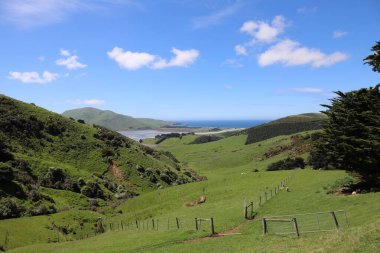 Kueste Otago Halbinsel / Otago Yarımadası Sahili / 
