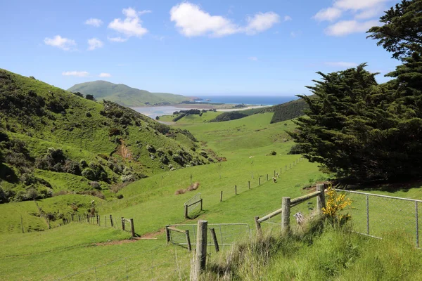 Kueste Otago Halbinsel Pobřeží Poloostrova Otago — Stock fotografie