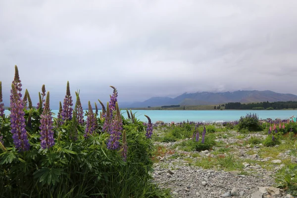 Jezioro Tekapo Jezioro Tekapo — Zdjęcie stockowe