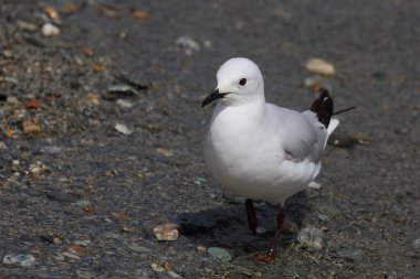 Maorimoewe / Siyah gagalı martı / Chroicocephalus bulleri